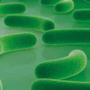 Monostrain Probiotika Pulver Lebensmittelqualität Lactobacillus Acidophilus